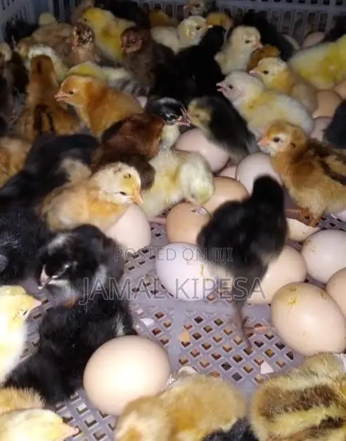 Incubation Services/Automatic Incubator 9000eggs