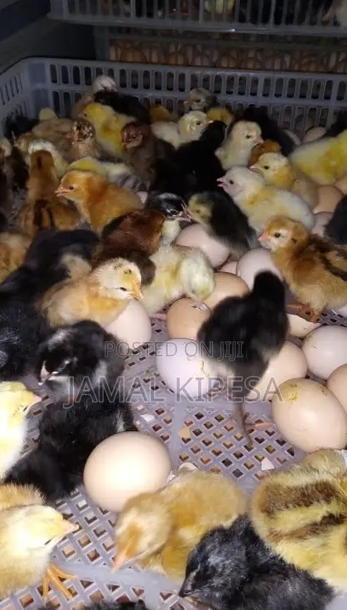 Incubation Services/Automatic Incubator 9000eggs