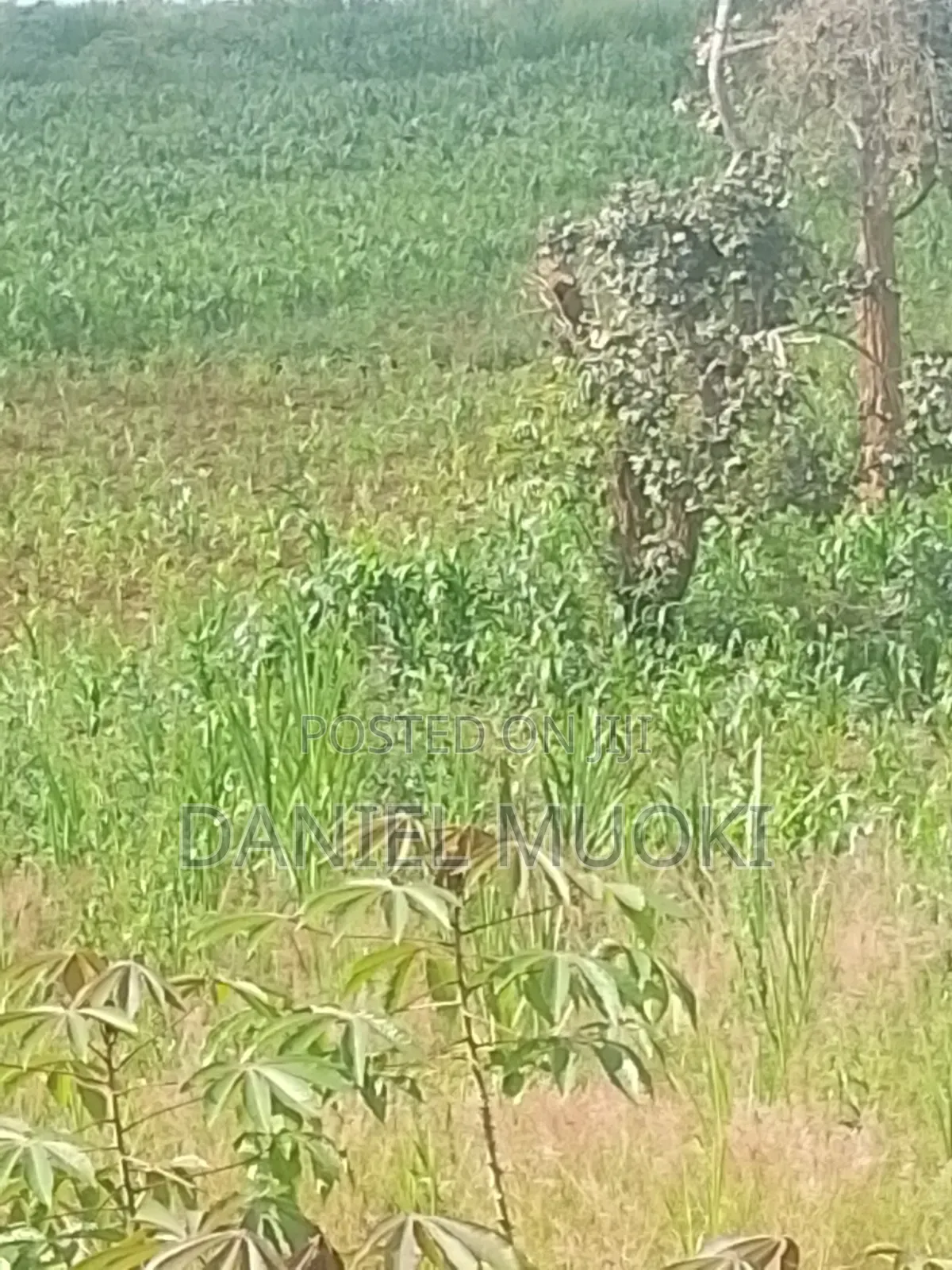 Plots and Land for Sale