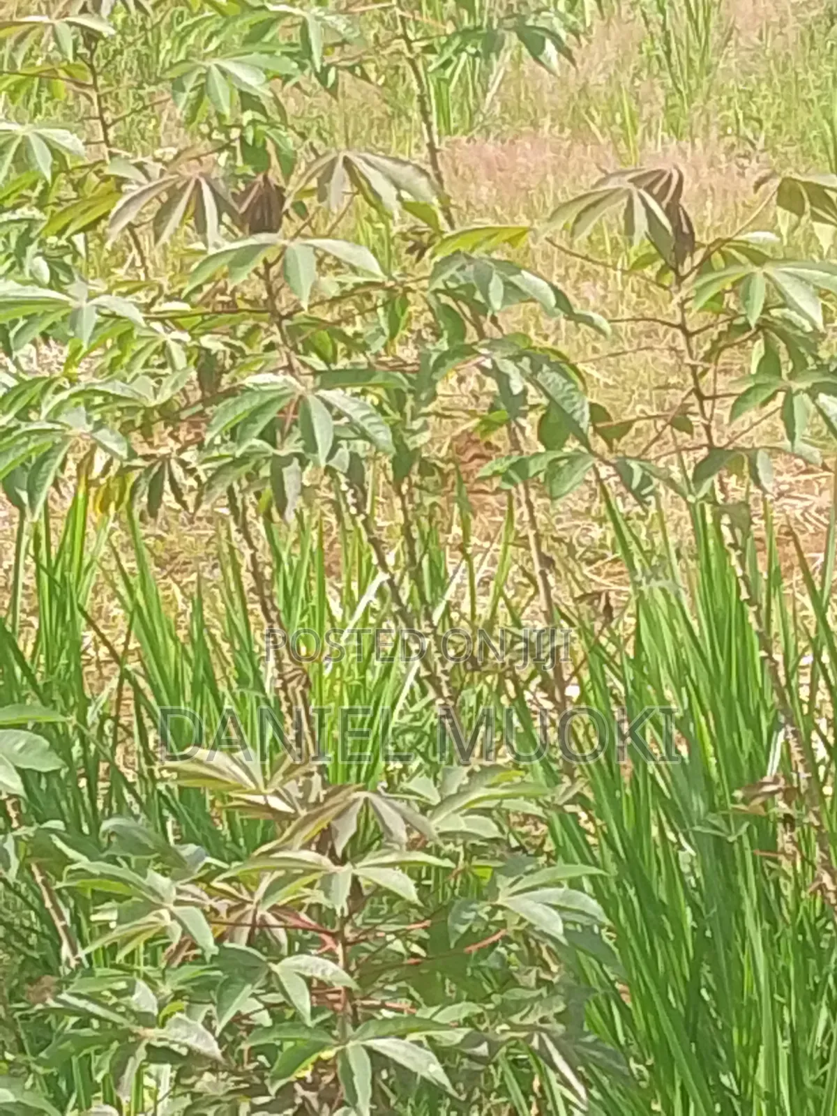 Plots and Land for Sale