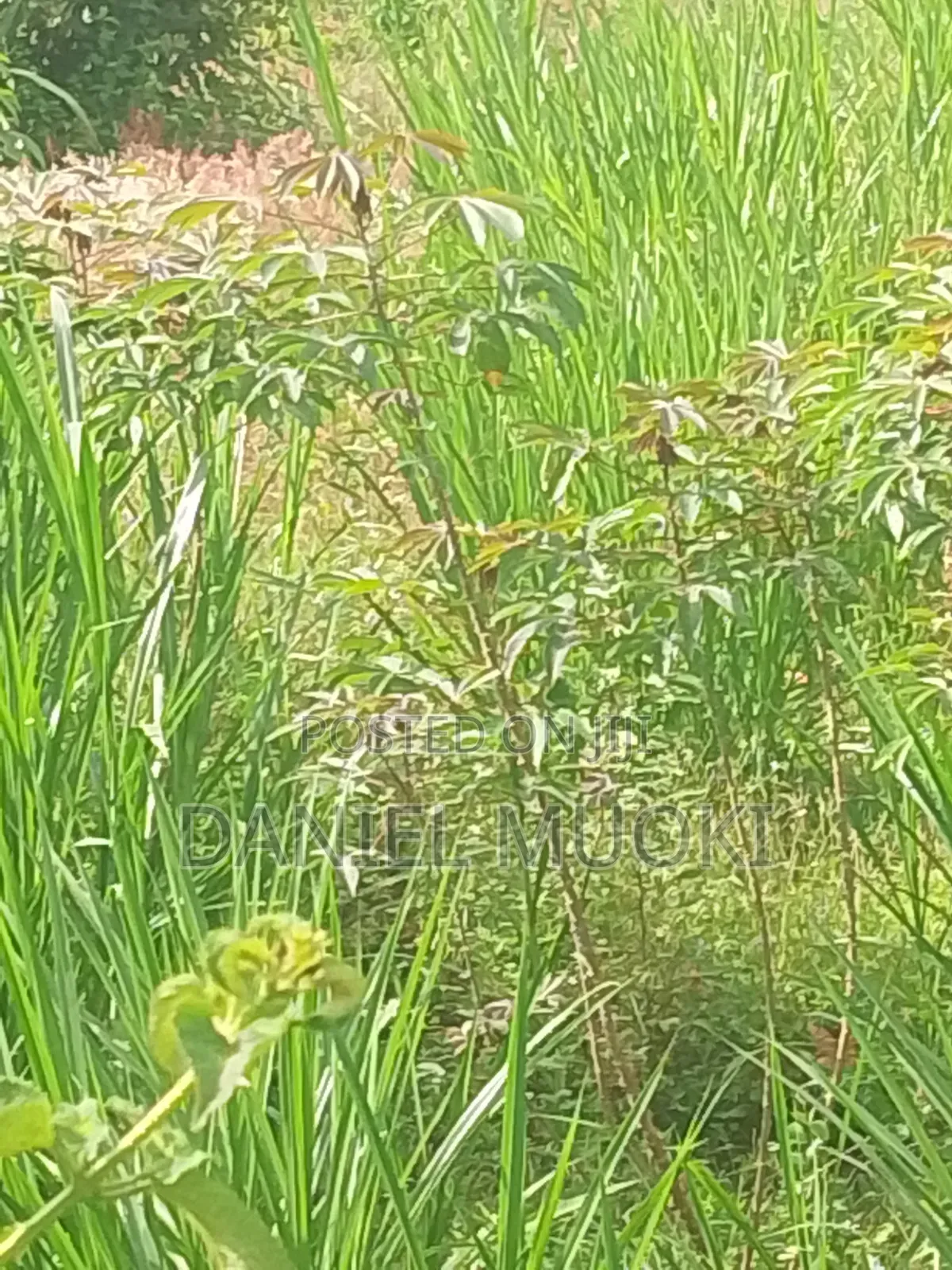 Plots and Land for Sale