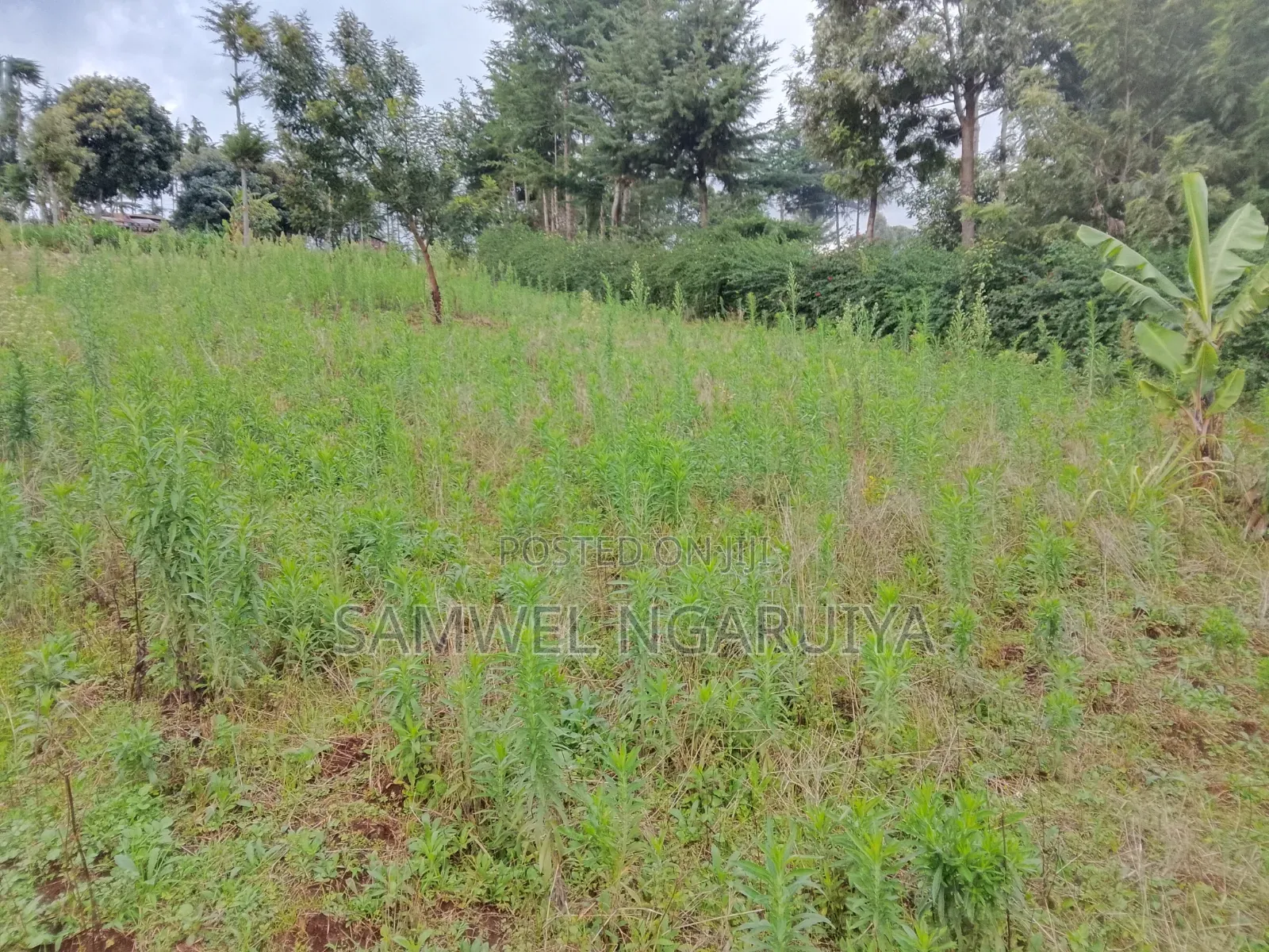 Plot for Sale 50 by 100 at Subukia Kabazi
