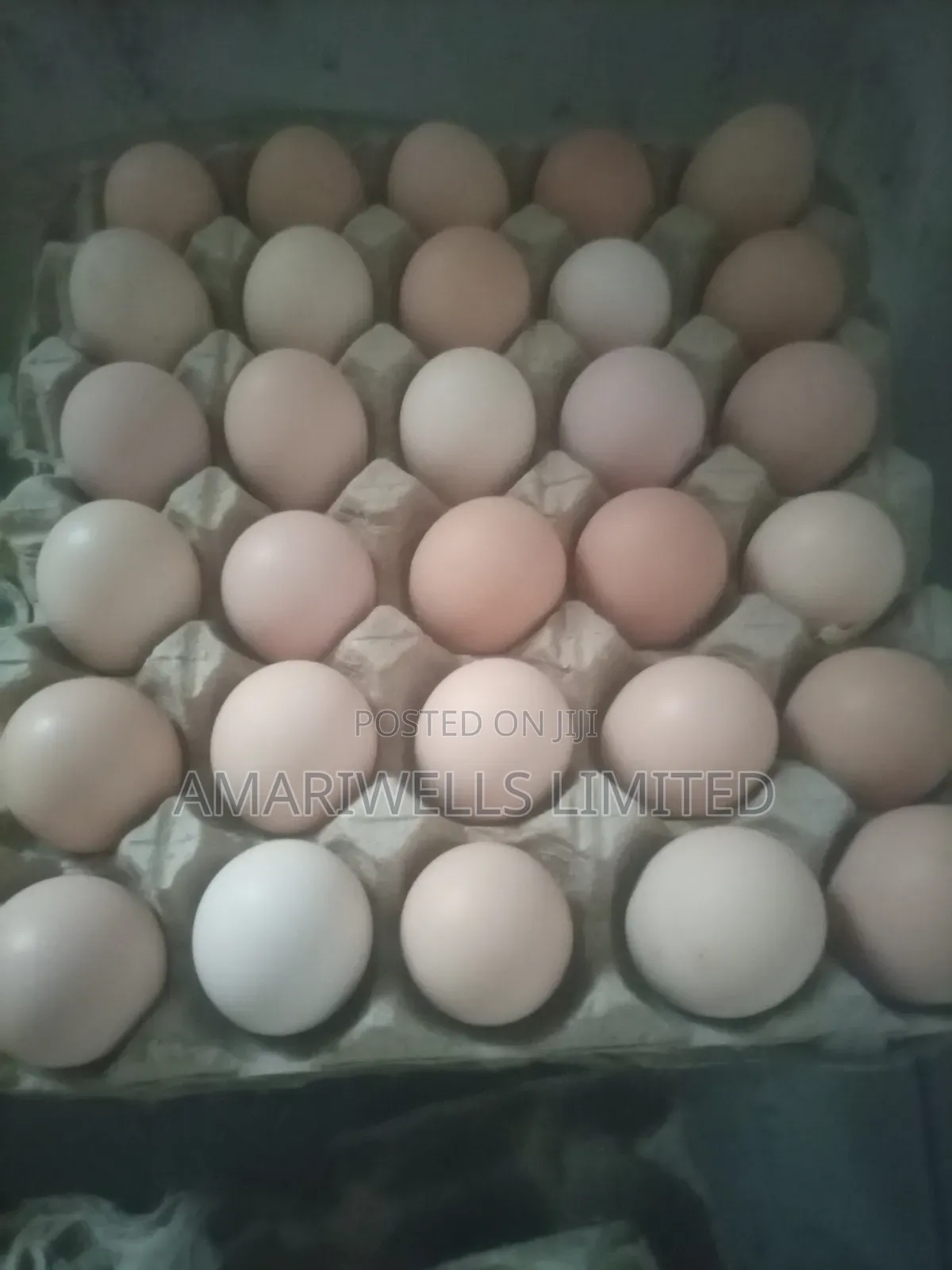 Fertilized Sasso F1 Eggs