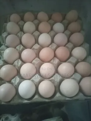 Fertilized Sasso F1 Eggs