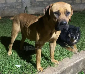1-3 months Male Purebred Boerboel
