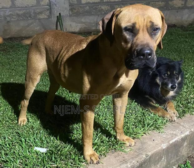 1-3 months Male Purebred Boerboel
