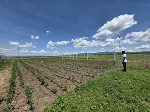 50 by 100 Plots in Nakuru , Mutaita