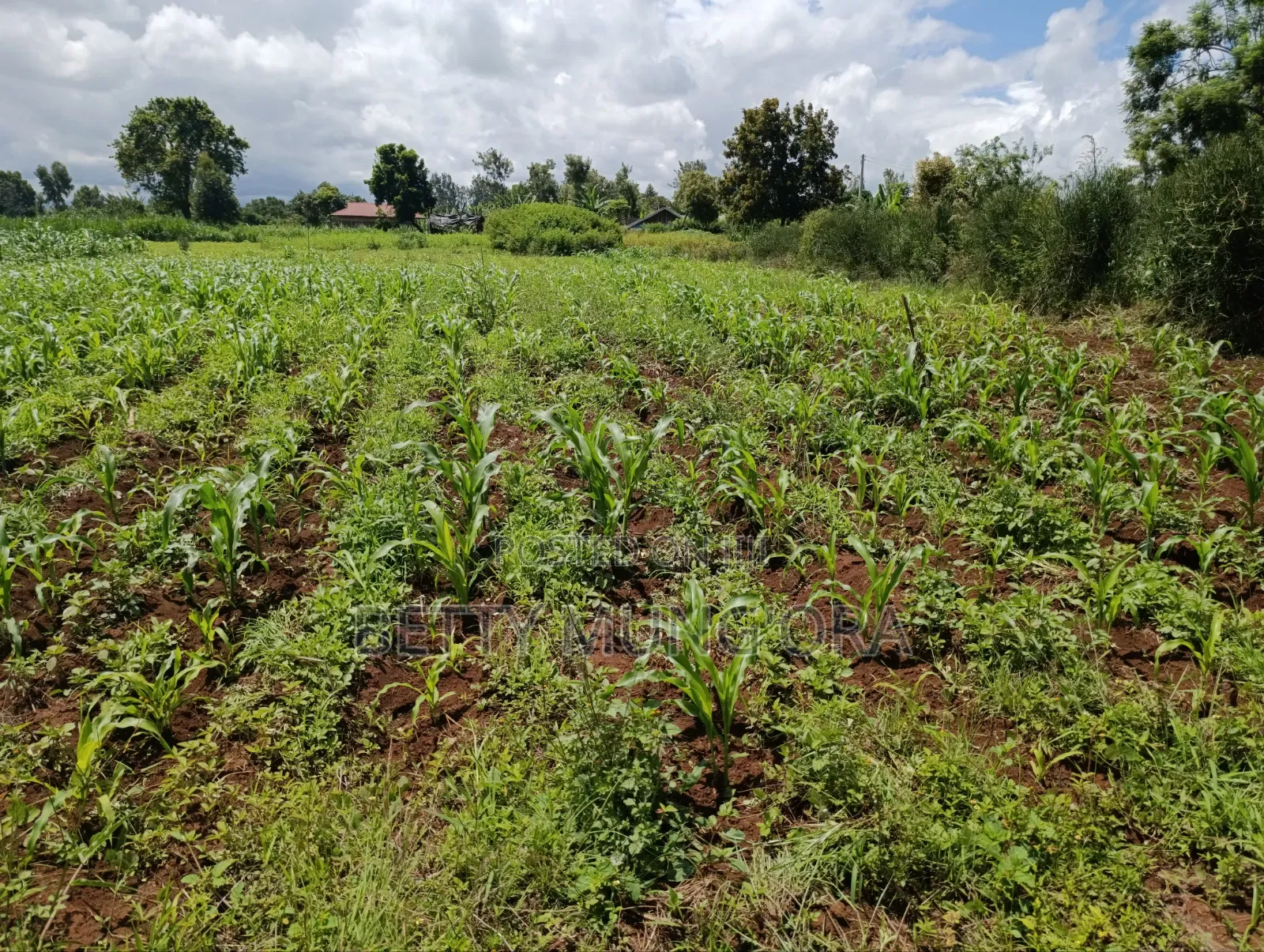 Selling Land in Kirinyaga County