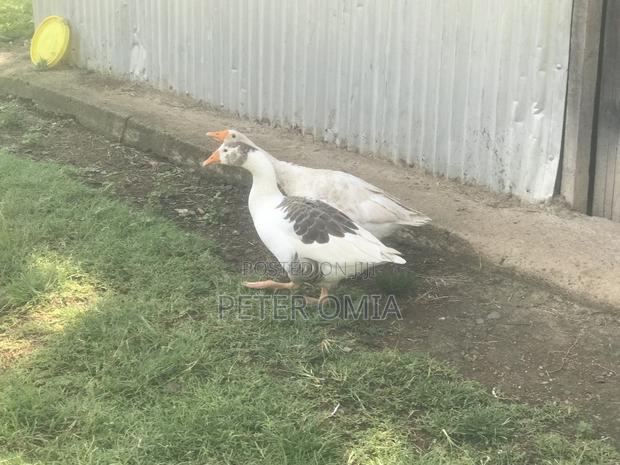 Mature Goose Pair - thumbnail 3