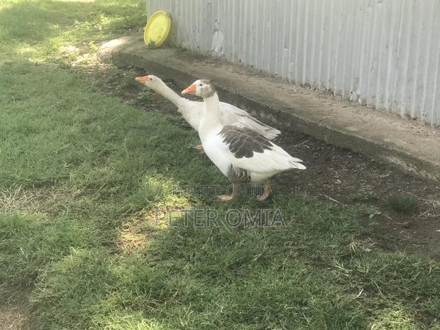 Mature Goose Pair