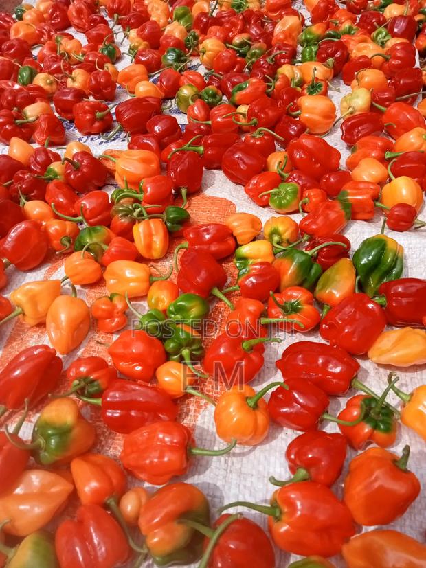 Habanero Pepper