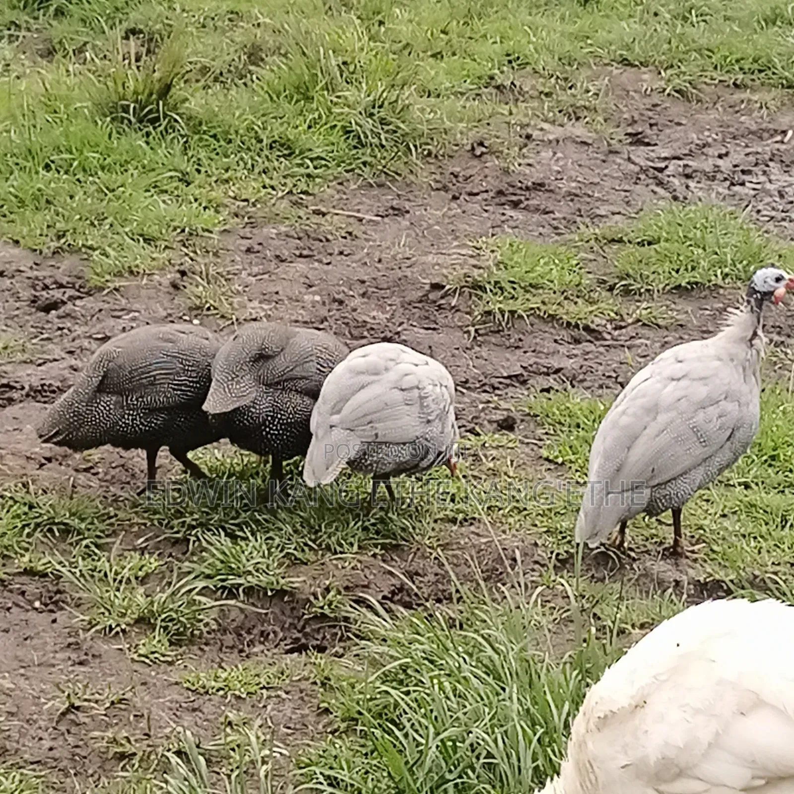 Guinea Fowl
