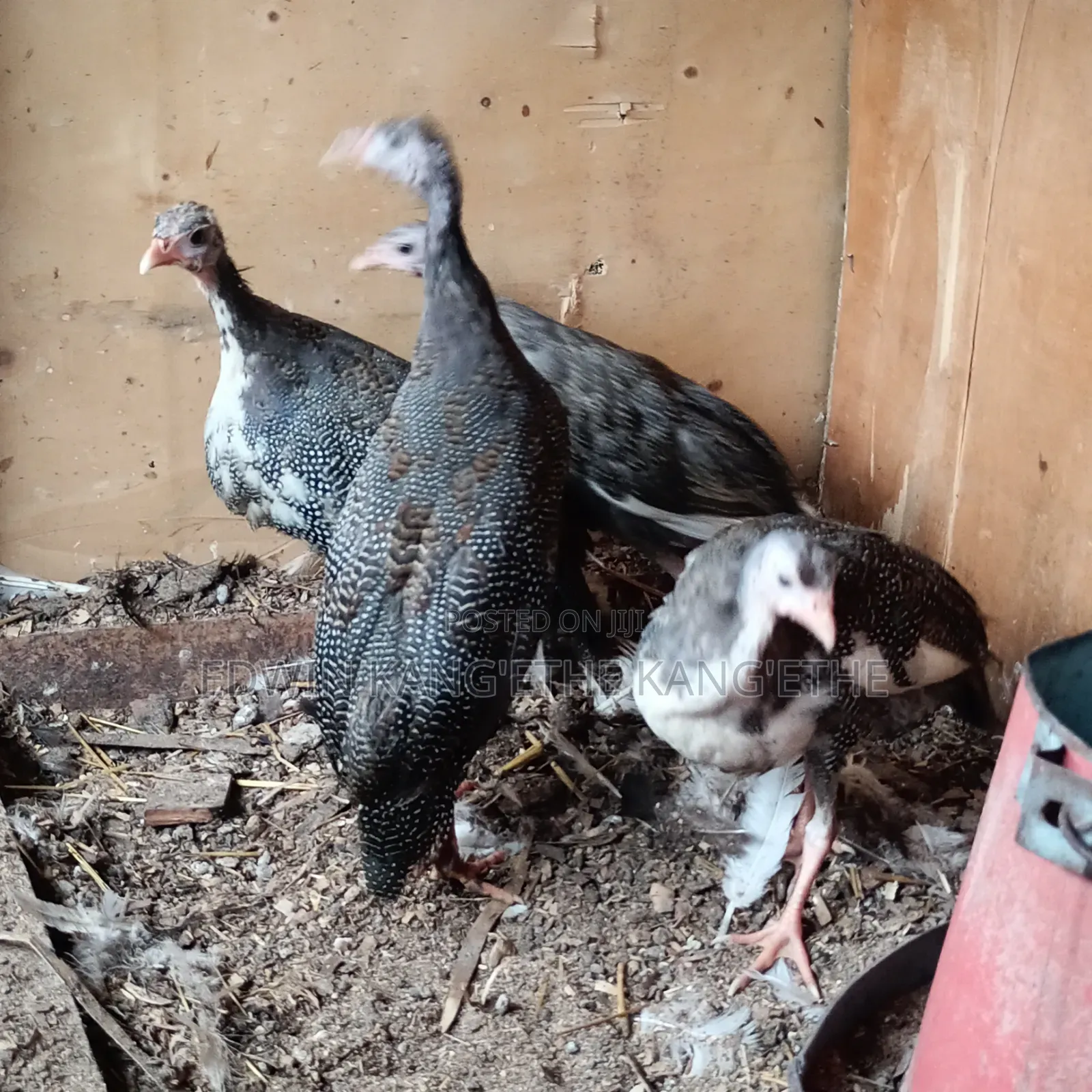Guinea Fowl