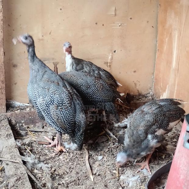 Guinea Fowl - thumbnail 3