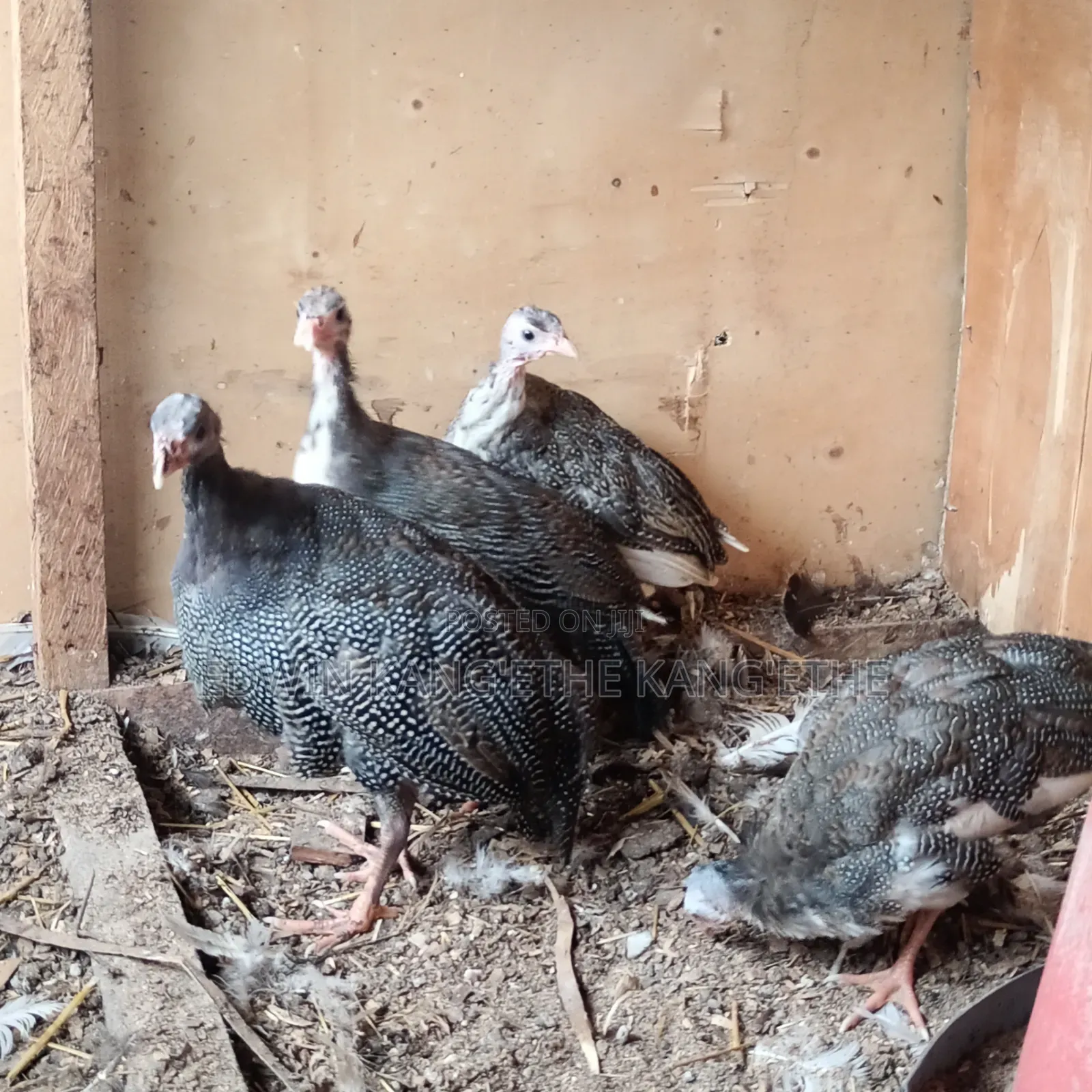 Guinea Fowl