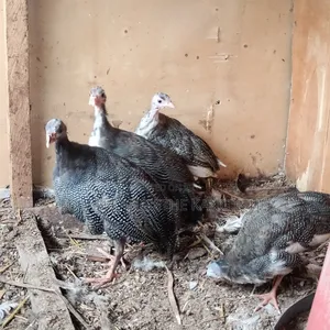 Guinea Fowl