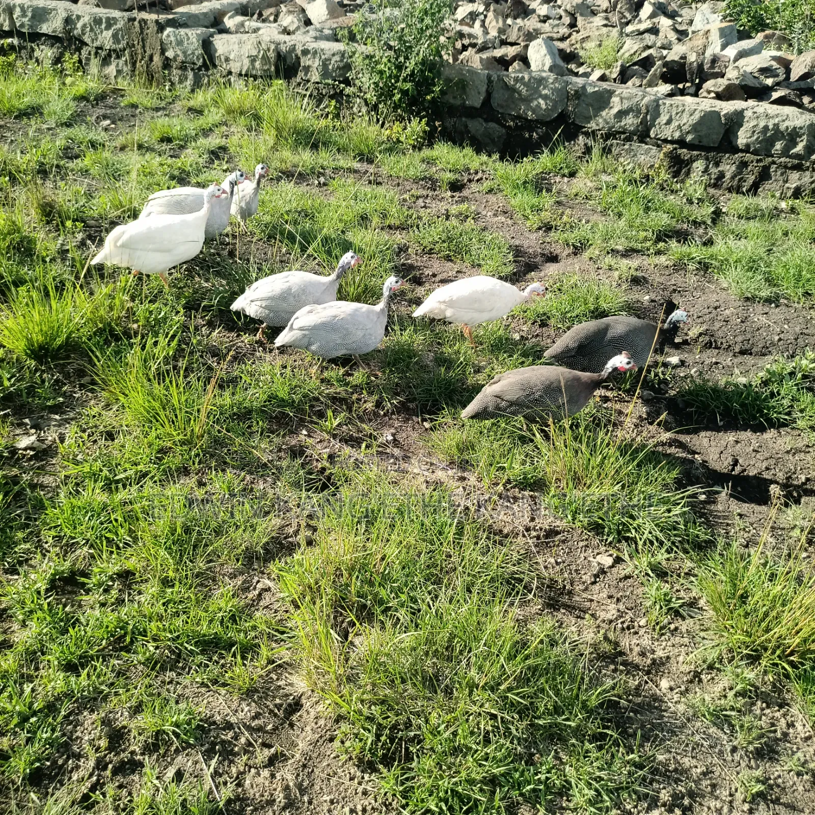 Guinea Fowl