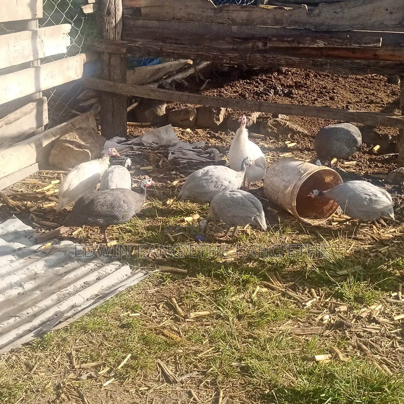 Guinea Fowl