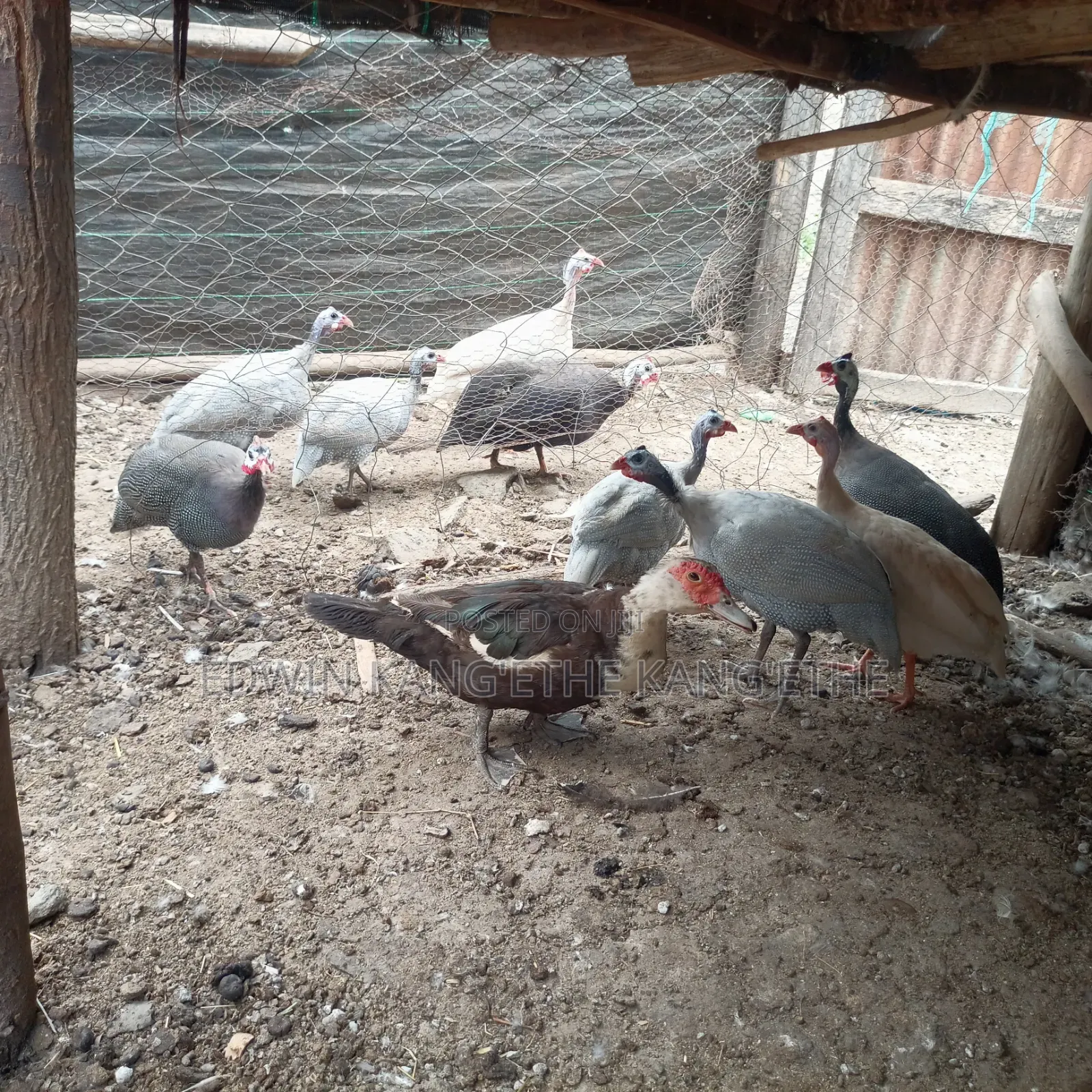 Guinea Fowl