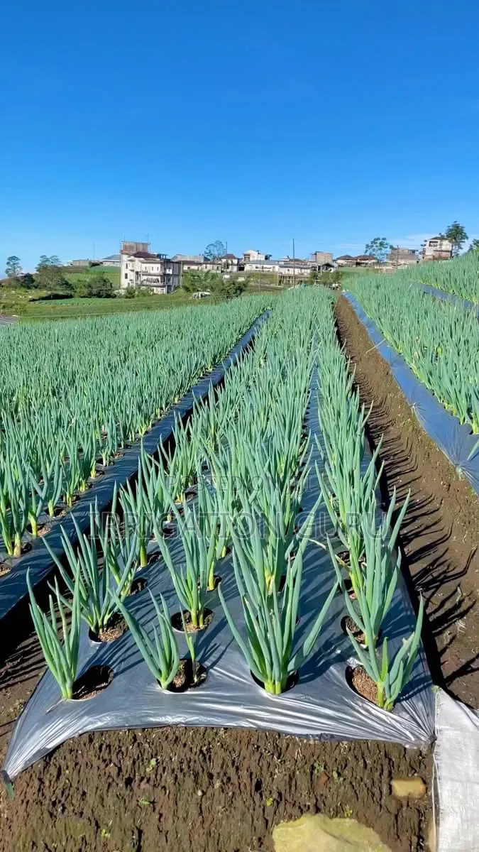Onion Blooming Mulching