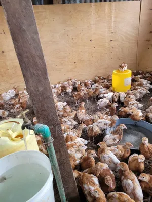 Layers Chicks