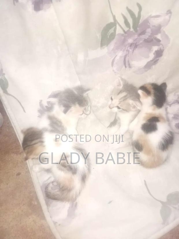 0-1 month Female Mixed Breed Cat - main view