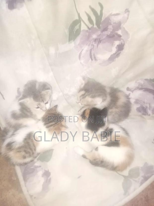 0-1 month Female Mixed Breed Cat - thumbnail 2