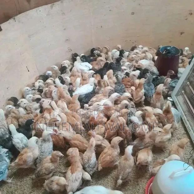 Chicks on Sale