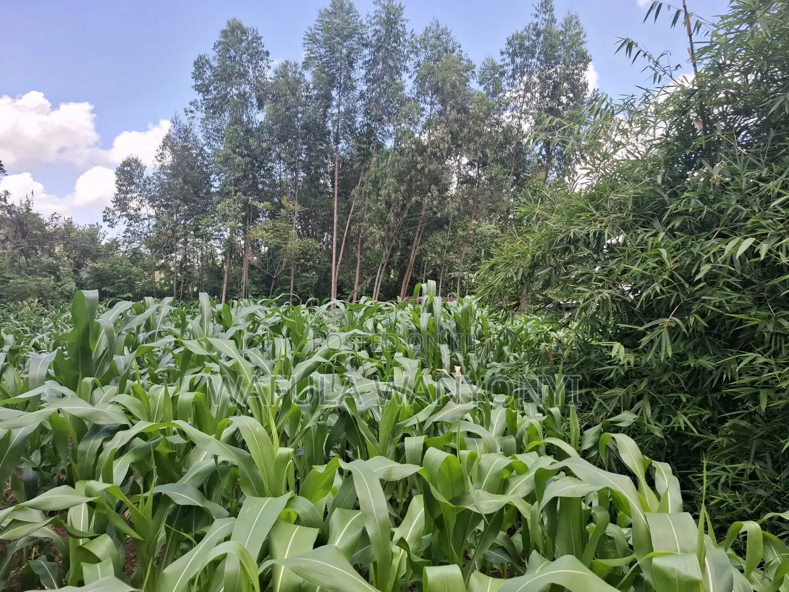 0.15 Ha Plot Ranje