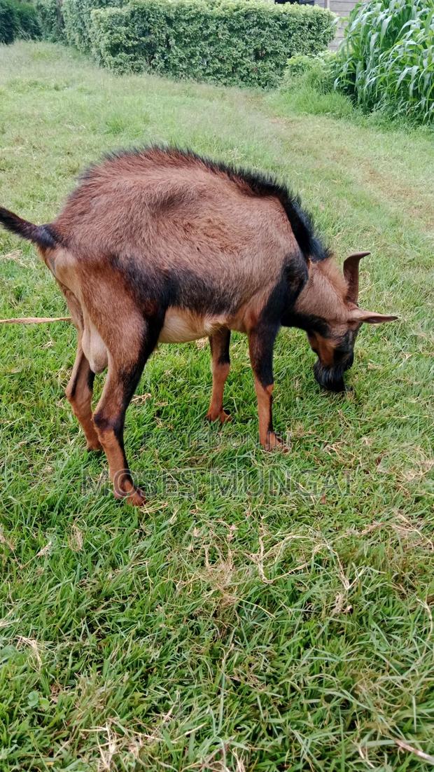A Mature German Alpine He Goat