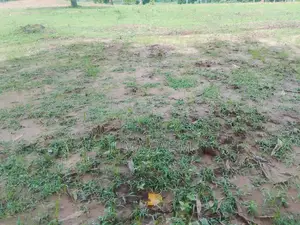 Shamba for Sale