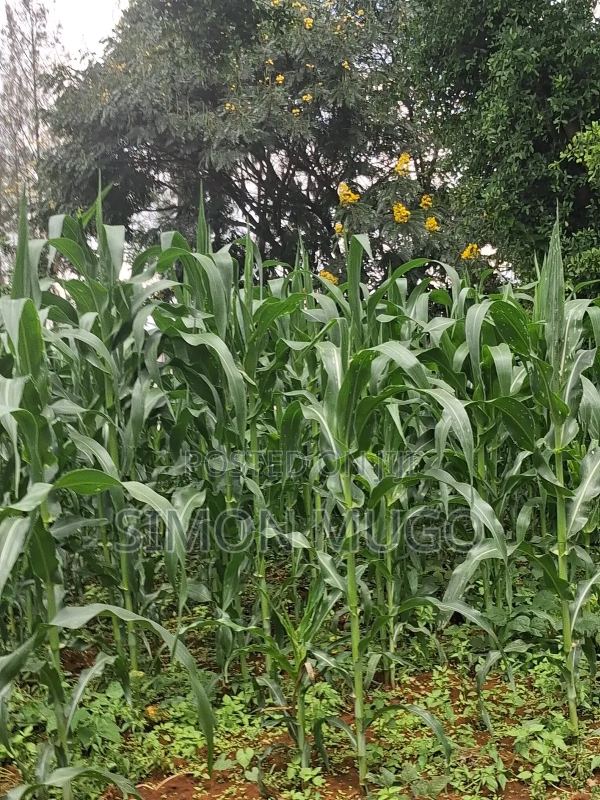 Kamiti Ridge Estate Prime Fully Serviced 1/4 Acre Corner Plot