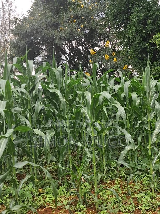 Kamiti Ridge Estate Prime Fully Serviced 1/4 Acre Corner Plot - thumbnail 11