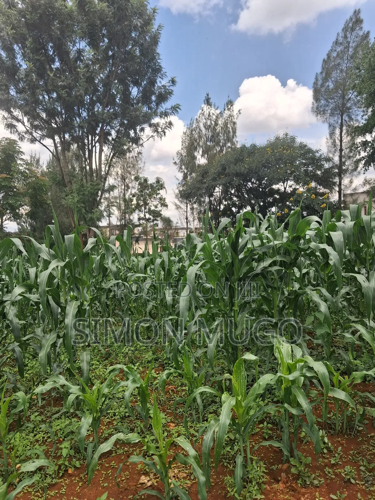 Kamiti Ridge Estate Prime Fully Serviced 1/4 Acre Corner Plot
