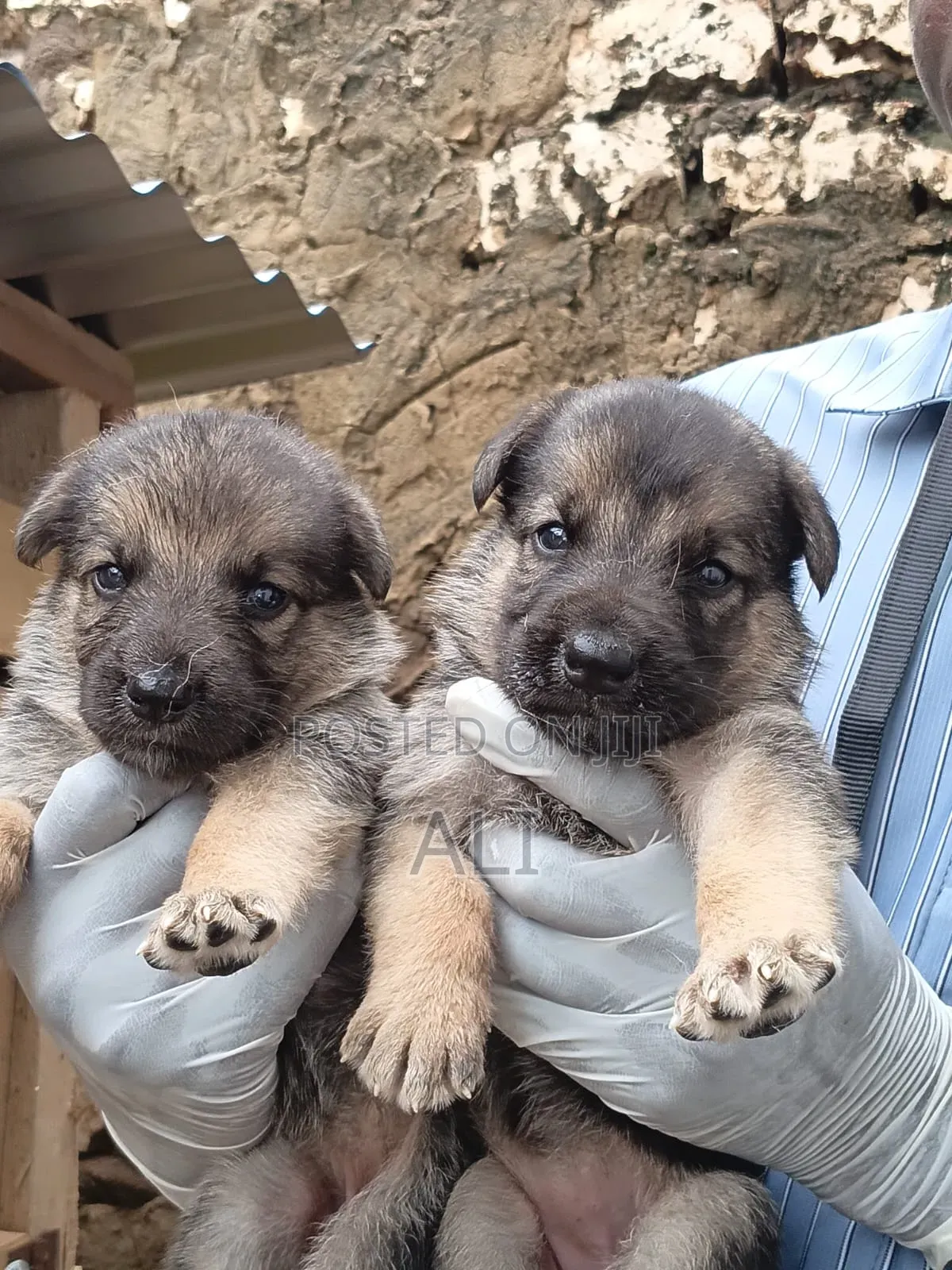 1-3 months Male Purebred German Shepherd