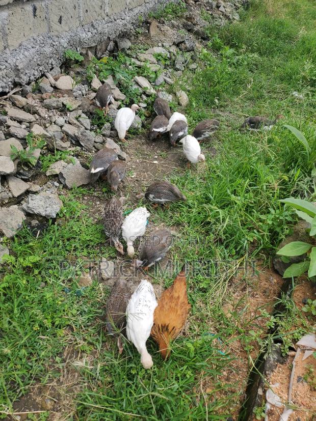 Guinea Fowl
