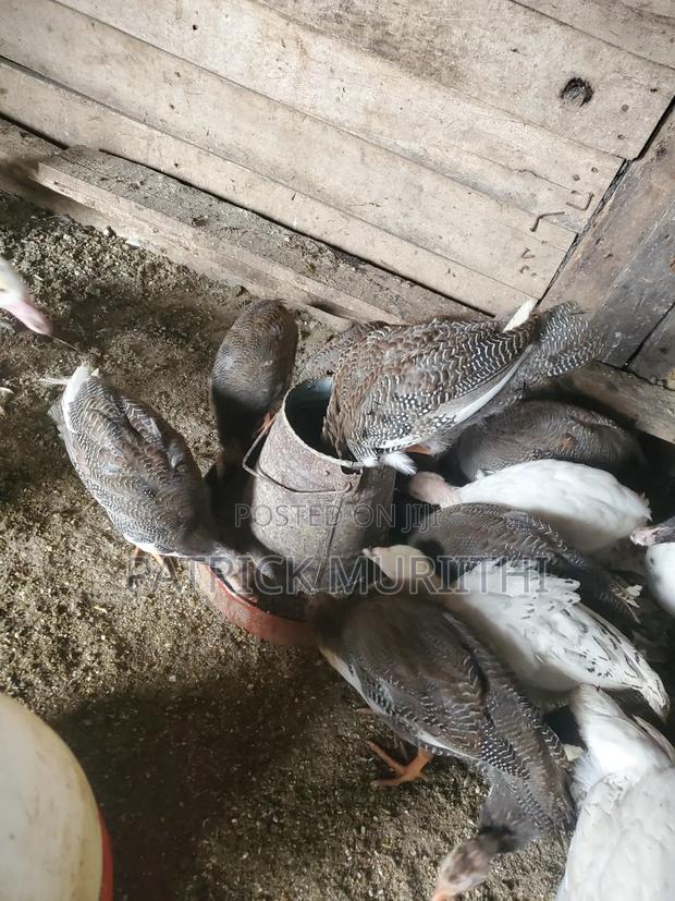 Guinea Fowl - thumbnail 2