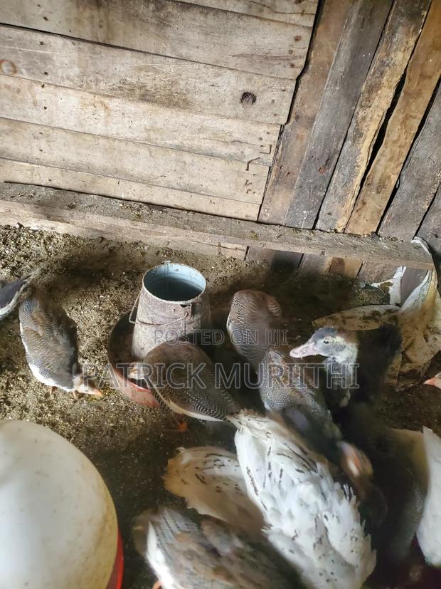 Guinea Fowl - thumbnail 4