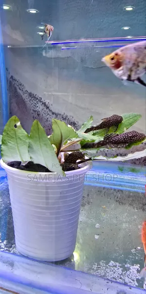 Bristle Nose Plecos