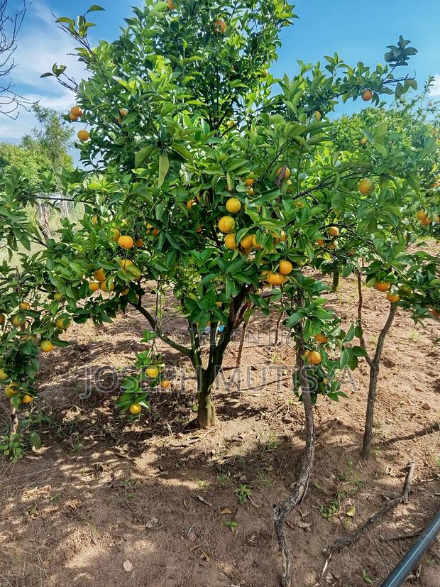 Orange Pixies