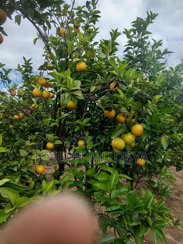 Orange Pixies - thumbnail 3