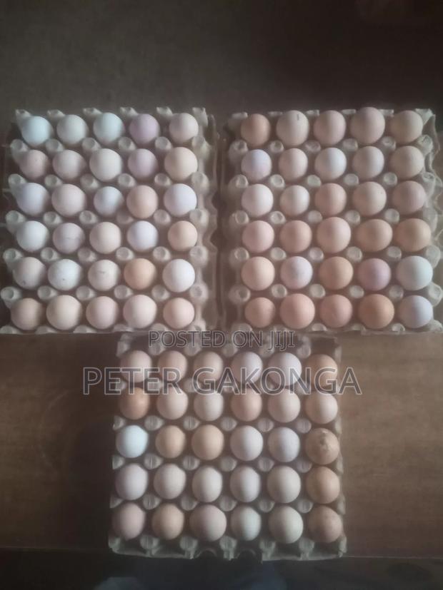 Sasso Fertilized Egg for Incubation - main view