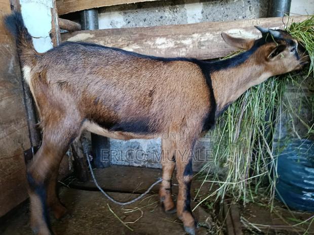 Milk Goats