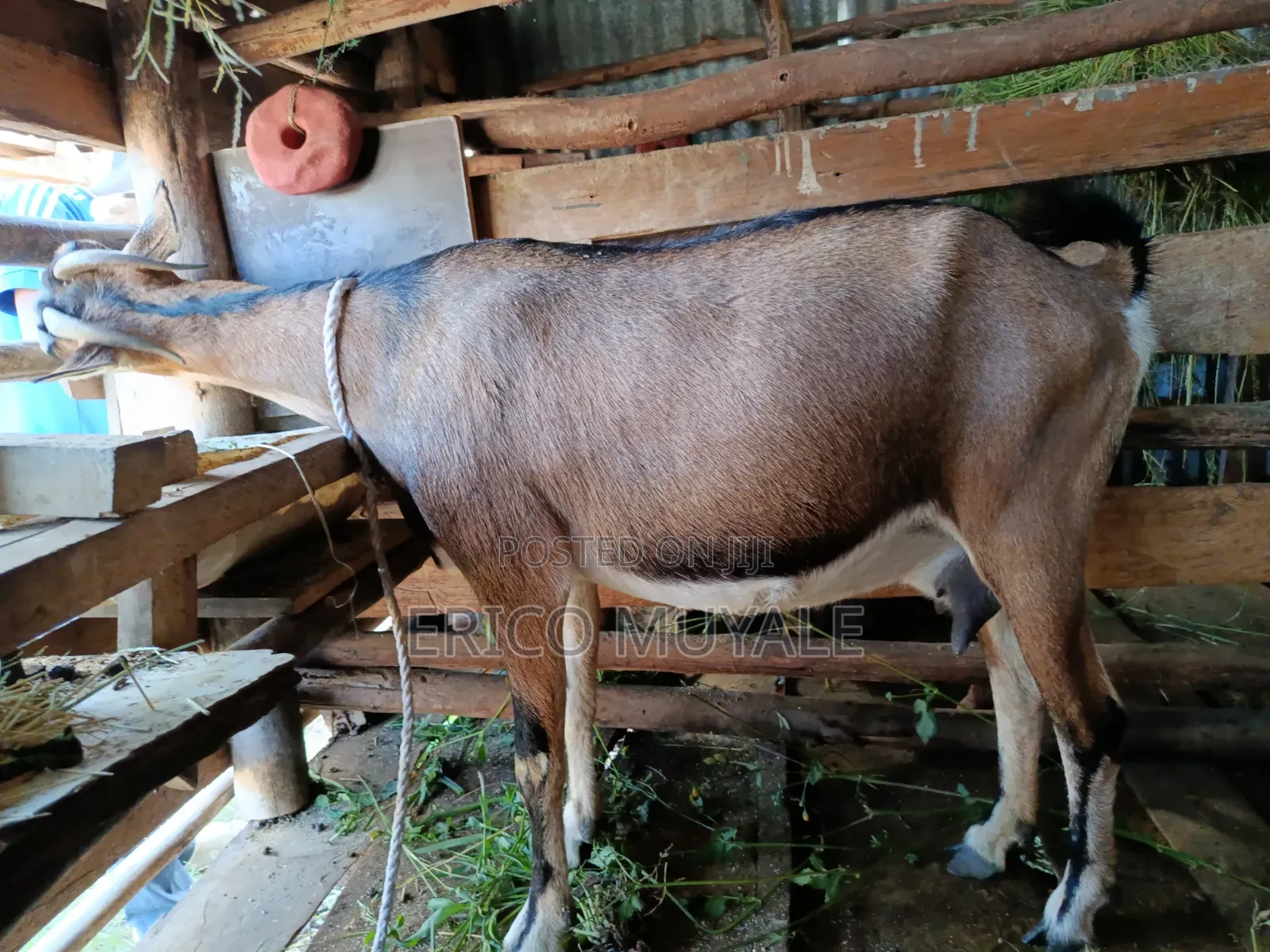 Milk Goats