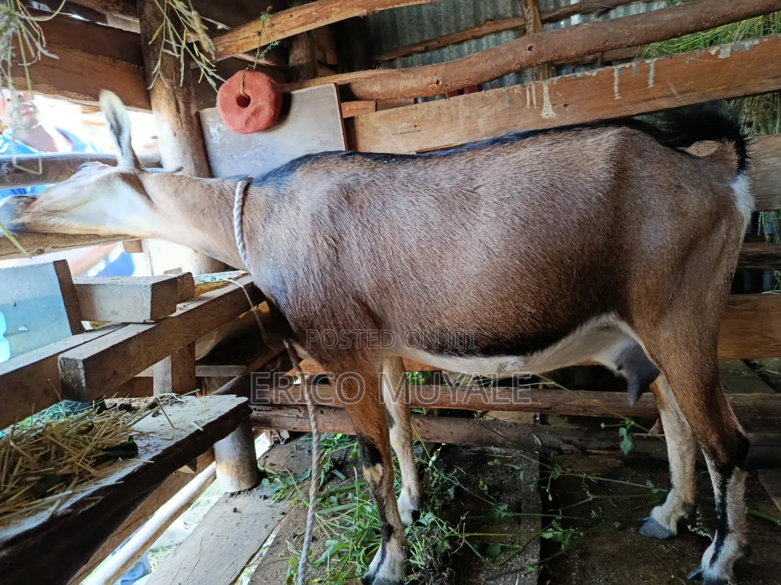 Milk Goats