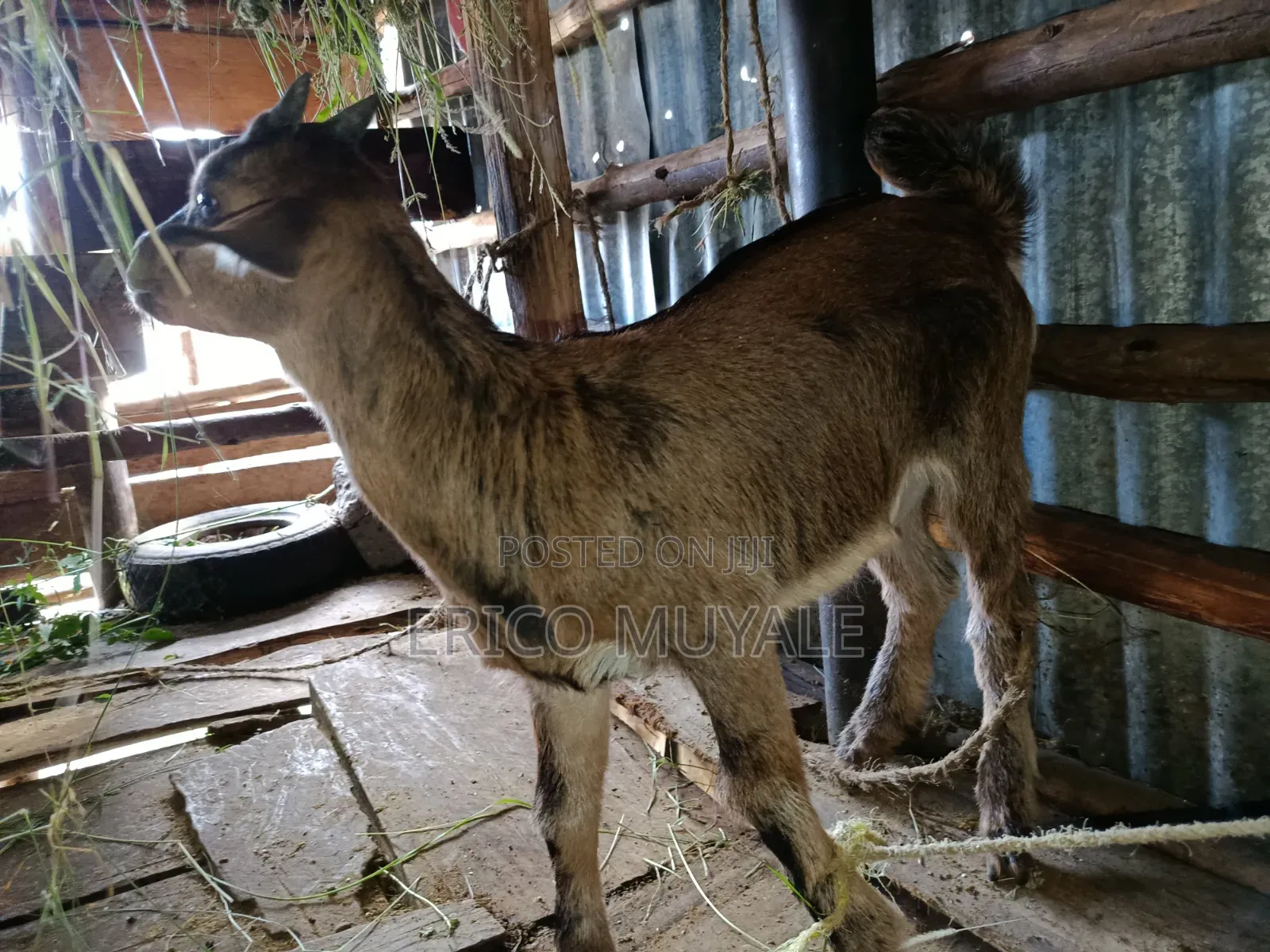 Milk Goats