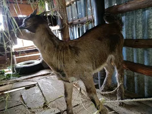 Milk Goats