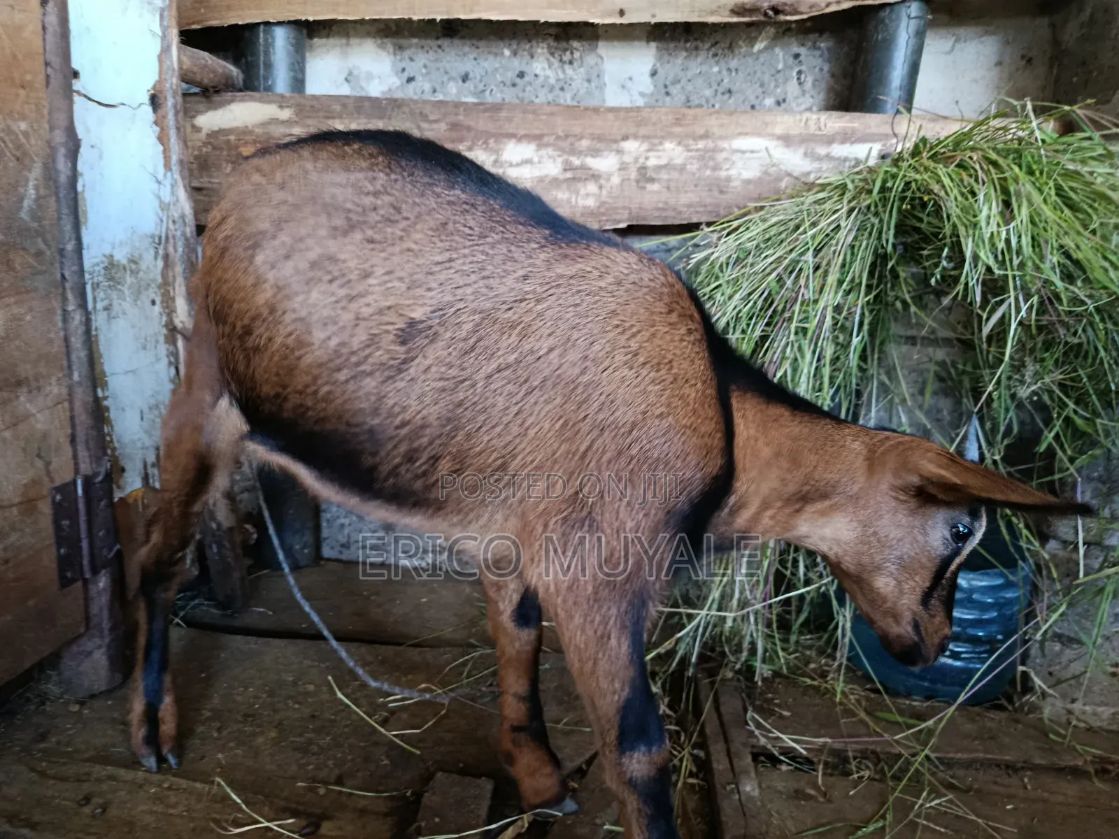 Milk Goats