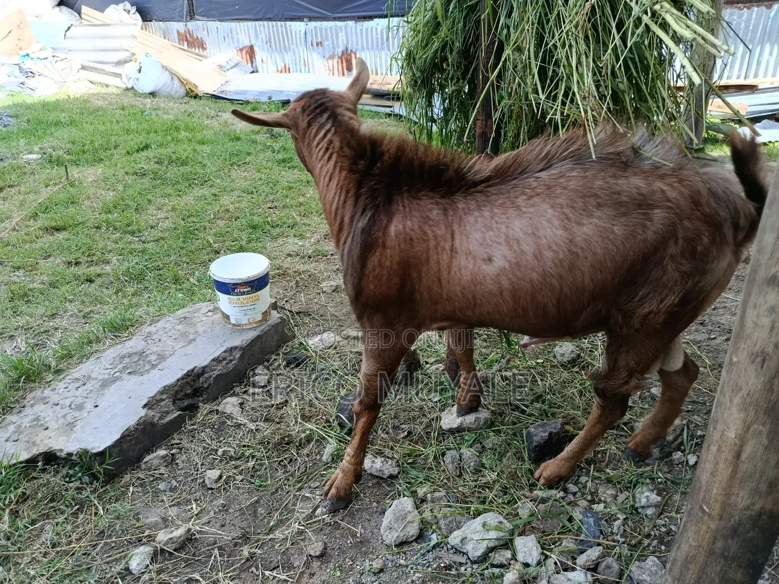Milk Goats