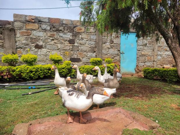 Mature Goose Pair